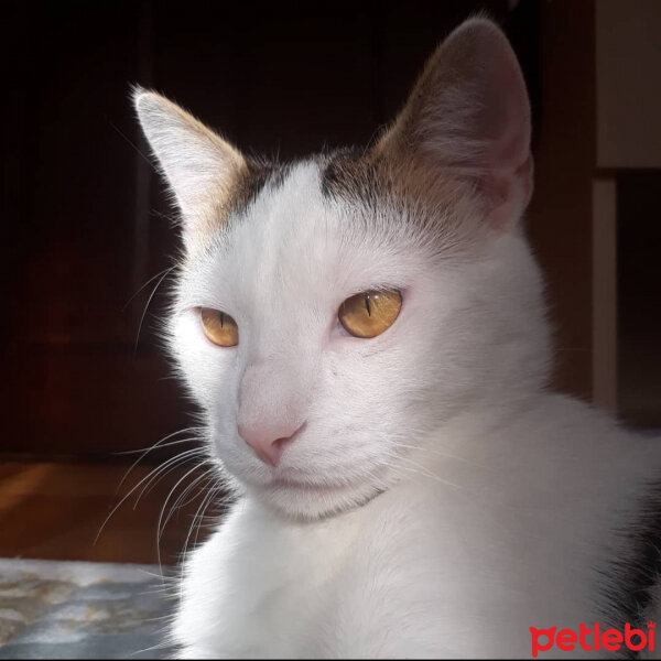 Tekir Kedi, Kedi  Çiko fotoğrafı