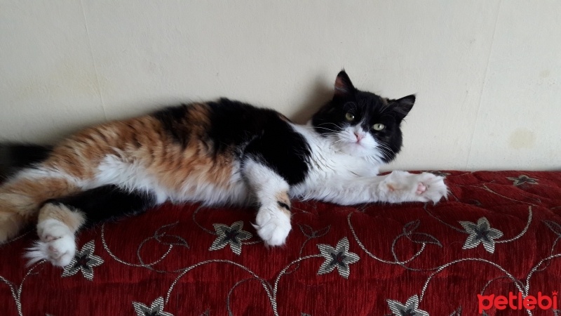 Exotic Shorthair, Kedi  puddy fotoğrafı