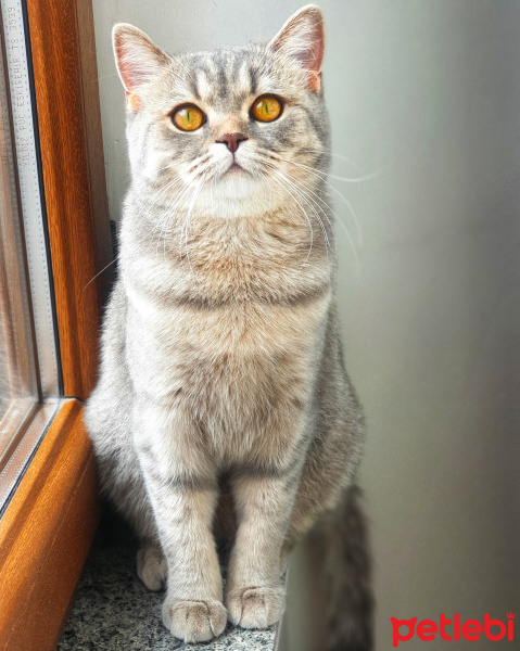 British Shorthair, Kedi  Meze fotoğrafı