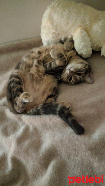 Tekir Kedi, Kedi  Mia fotoğrafı