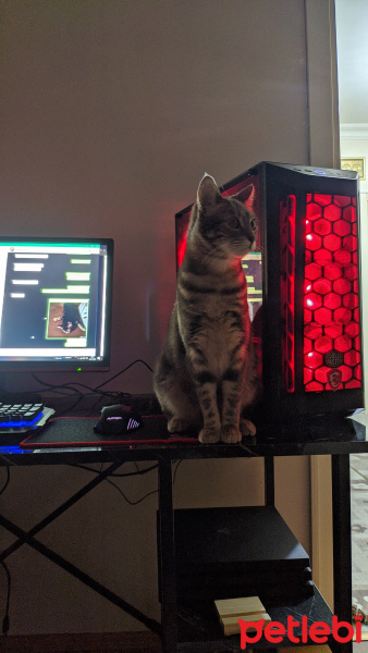 Tekir Kedi, Kedi  Mia fotoğrafı