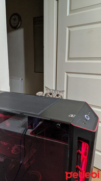 Tekir Kedi, Kedi  Mia fotoğrafı