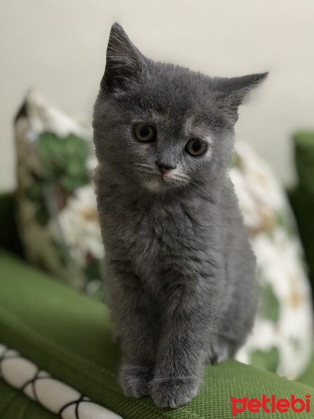 British Shorthair, Kedi  Arya fotoğrafı