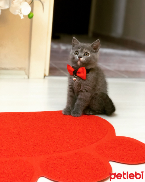 British Shorthair, Kedi  Arya fotoğrafı