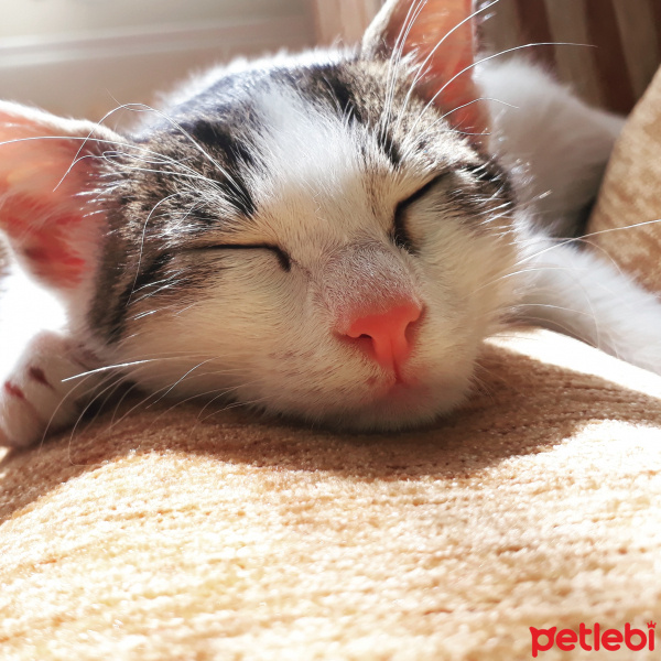 Tekir Kedi, Kedi  Badem fotoğrafı