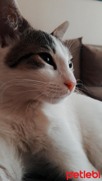 Tekir Kedi, Kedi  Badem fotoğrafı