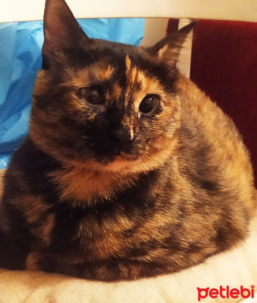 Tekir Kedi, Kedi  Vera fotoğrafı