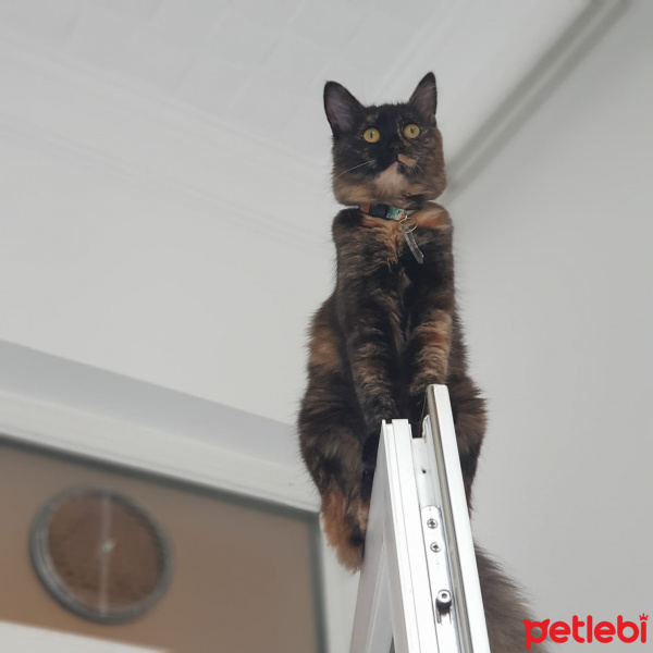 Tekir Kedi, Kedi  Pırtık fotoğrafı