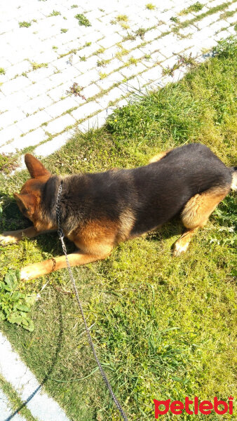 Alman Çoban Köpeği, Köpek  BOYKO fotoğrafı