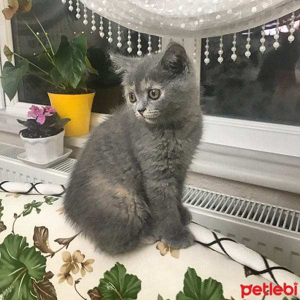 British Shorthair, Kedi  Arya fotoğrafı