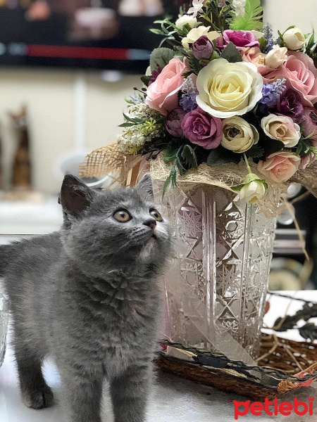 British Shorthair, Kedi  Arya fotoğrafı