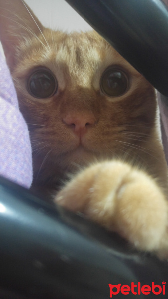 Sarman, Kedi  Badem fotoğrafı