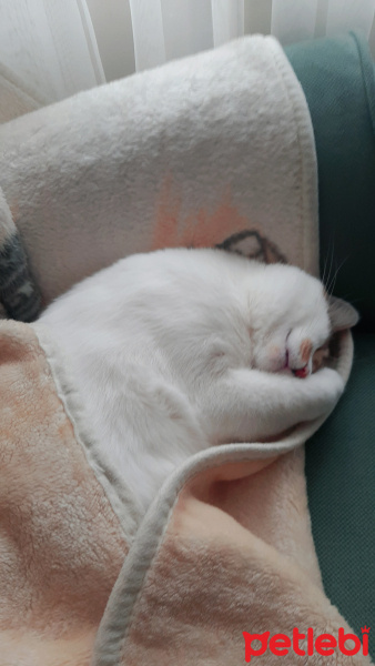 Tekir Kedi, Kedi  Nugget fotoğrafı