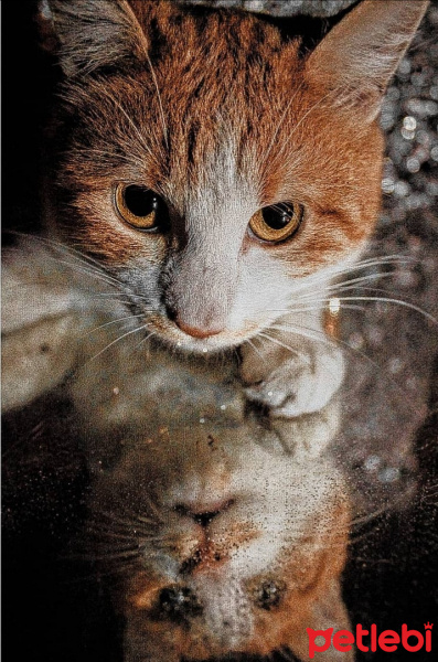 Tekir Kedi, Kedi  Cookie fotoğrafı