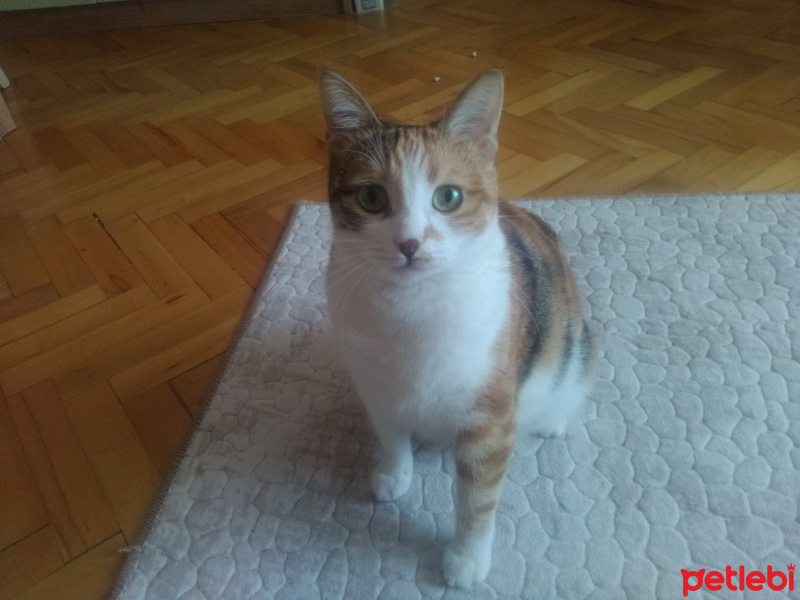 Tekir Kedi, Kedi  Serrasu fotoğrafı