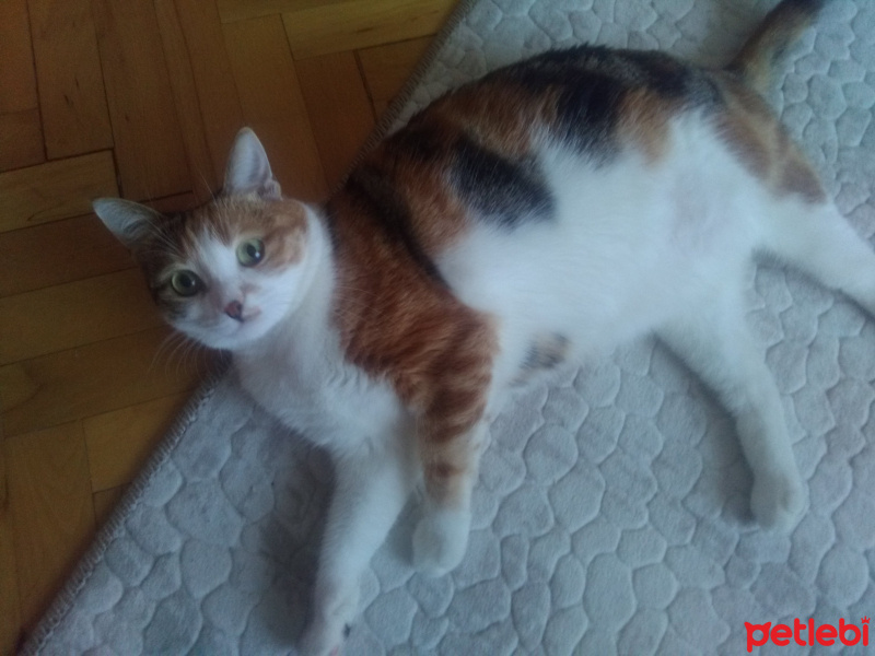 Tekir Kedi, Kedi  Serrasu fotoğrafı