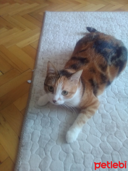 Tekir Kedi, Kedi  Serrasu fotoğrafı