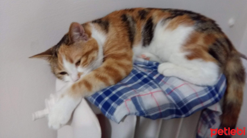 Tekir Kedi, Kedi  Serrasu fotoğrafı