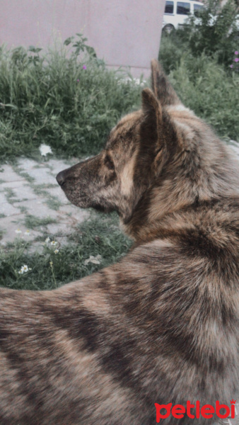 Akita İnu, Köpek  Bonie fotoğrafı