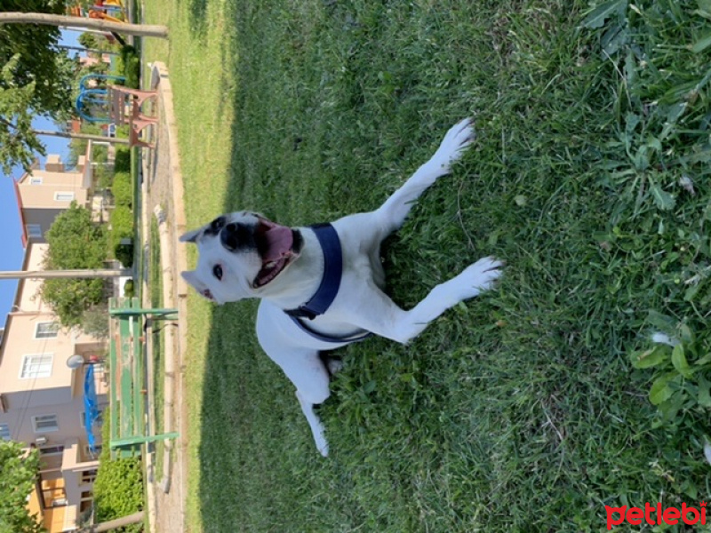 Dogo Arjantin, Köpek  Eva fotoğrafı