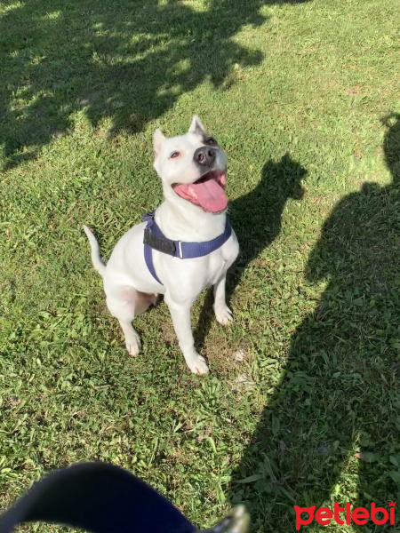 Dogo Arjantin, Köpek  Eva fotoğrafı
