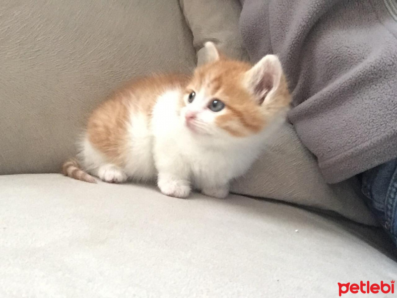 Tekir Kedi, Kedi  Şanslı fotoğrafı