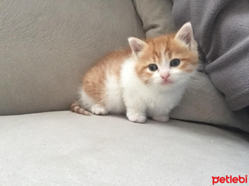 Tekir Kedi, Kedi  Şanslı fotoğrafı