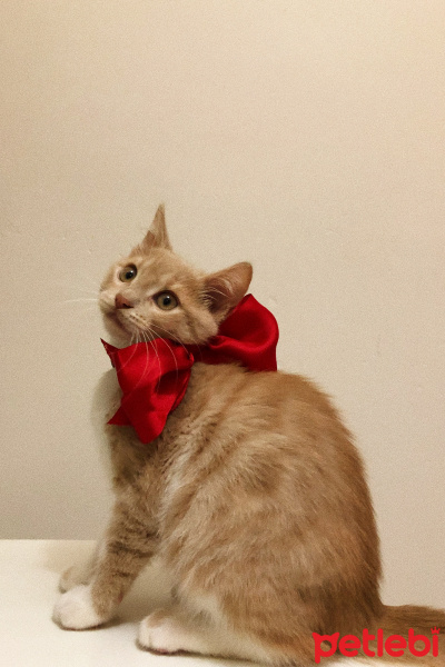 Tekir Kedi, Kedi  Sushi fotoğrafı