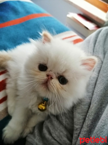 İran Kedisi (Persian), Kedi  Lokum fotoğrafı