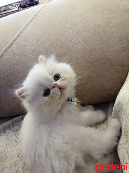 İran Kedisi (Persian), Kedi  Lokum fotoğrafı