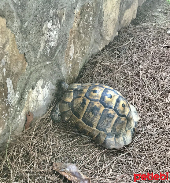 Kaplumbağa, Sürüngen  Tosba fotoğrafı