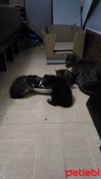 Tekir Kedi, Kedi  Maviş fotoğrafı