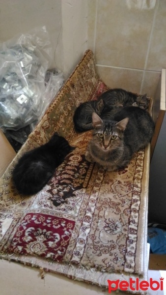 Tekir Kedi, Kedi  Maviş fotoğrafı