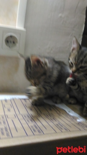 Tekir Kedi, Kedi  Maviş fotoğrafı