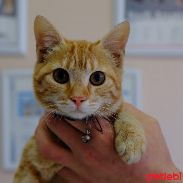 Tekir Kedi, Kedi  Fadik fotoğrafı