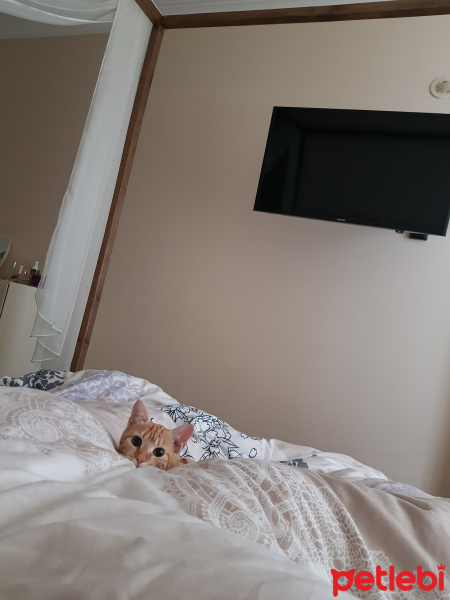 Tekir Kedi, Kedi  Fadik fotoğrafı