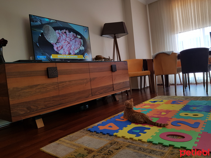 Tekir Kedi, Kedi  Fadik fotoğrafı