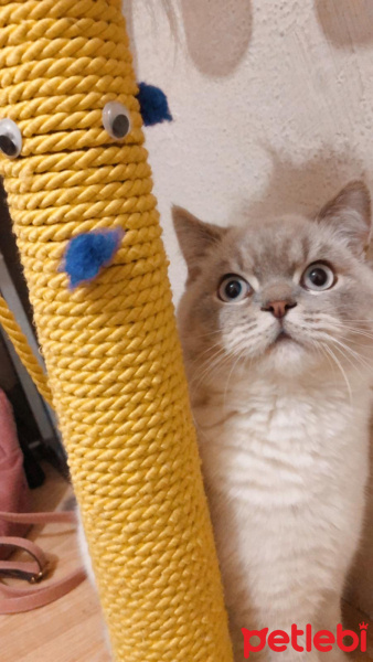 British Shorthair, Kedi  Haydar fotoğrafı