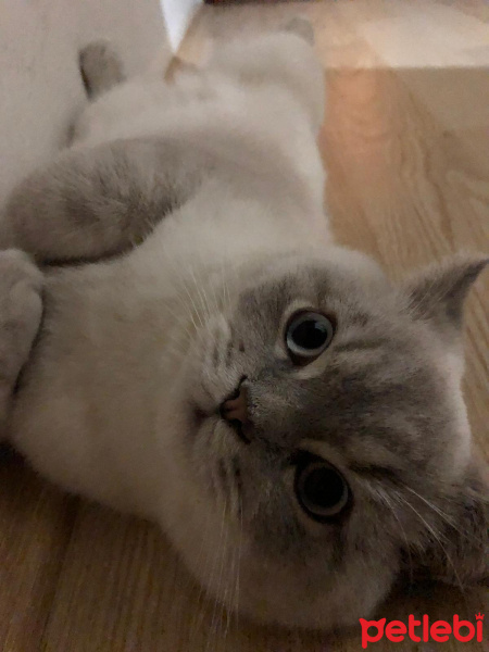 British Shorthair, Kedi  Haydar fotoğrafı
