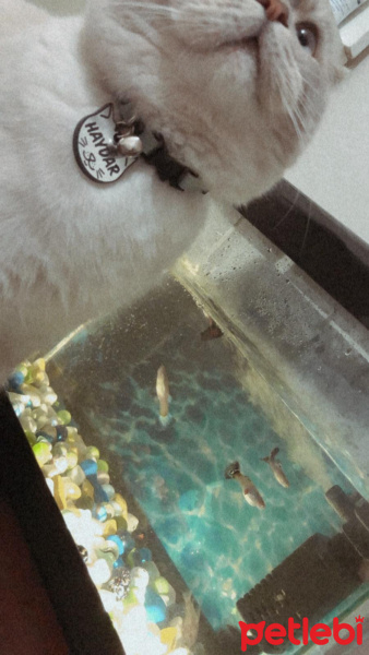 British Shorthair, Kedi  Haydar fotoğrafı