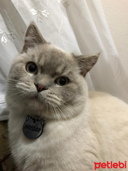 British Shorthair, Kedi  Haydar fotoğrafı