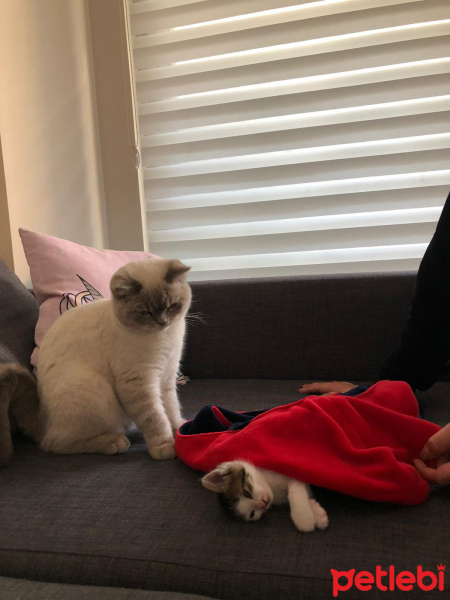 British Shorthair, Kedi  Haydar fotoğrafı