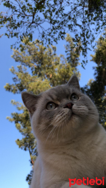 British Shorthair, Kedi  Haydar fotoğrafı