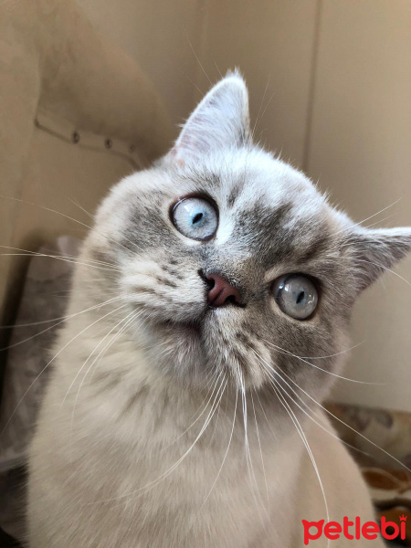 British Shorthair, Kedi  Haydar fotoğrafı