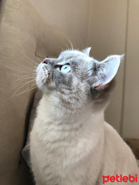 British Shorthair, Kedi  Haydar fotoğrafı