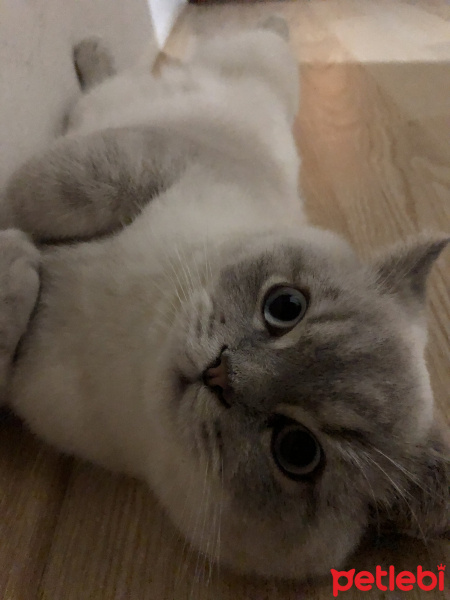 British Shorthair, Kedi  Haydar fotoğrafı