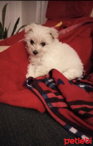 Maltese, Köpek  Kaymak fotoğrafı