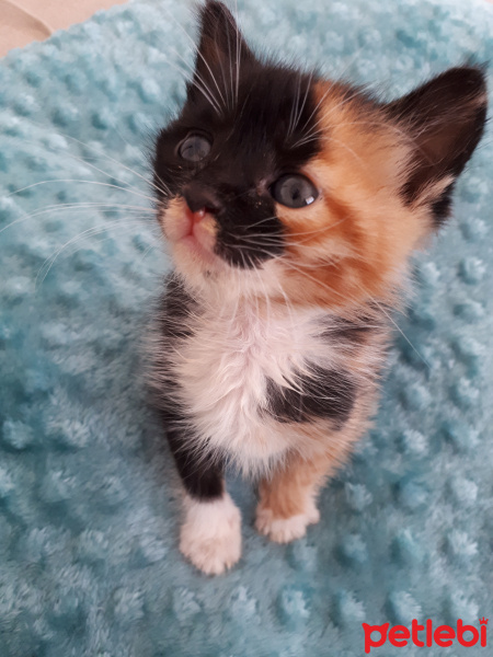 Tekir Kedi, Kedi  Mercimek fotoğrafı