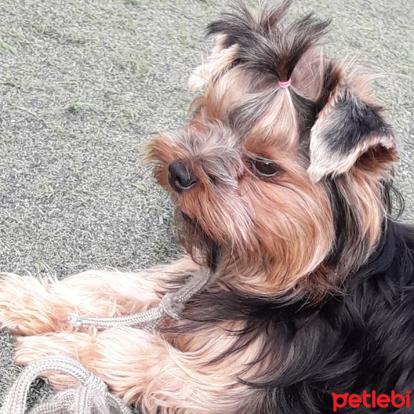 Yorkshire Terrier, Köpek  Mira fotoğrafı