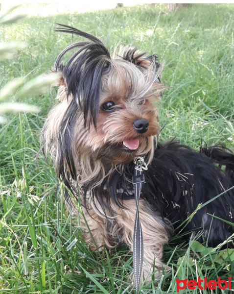 Yorkshire Terrier, Köpek  Mira fotoğrafı